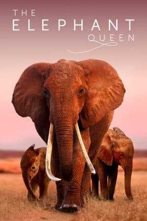 ดูหนังออนไลน์ฟรีเรื่อง The Elephant Queen (2019) อัศจรรย์ราชินีแห่งช้าง ดูหนังออนไลน์ HD พากย์ไทย HD