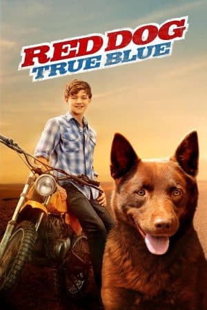 ดูหนังออนไลน์ฟรีเรื่อง Red Dog: True Blue (2016) เพื่อนซี้หัวใจหยุดโลก 2 ดูหนังออนไลน์ HD พากย์ไทย HD
