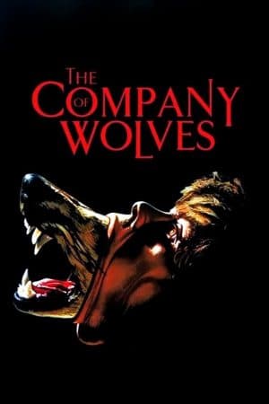 ดูหนังออนไลน์ฟรีเรื่อง The Company of Wolves (1984) เขย่าขวัญสาวน้อยหมวกแดง ดูหนังออนไลน์ HD พากย์ไทย HD