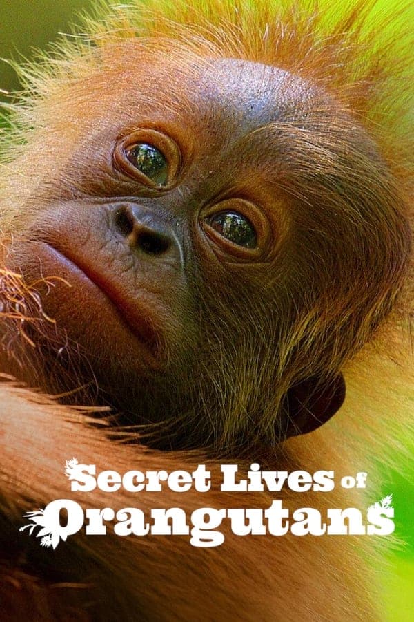 ดูหนังออนไลน์ฟรีเรื่อง Secret Lives of Orangutans (2024) ชีวิตลับอุรังอุตัง ดูหนังออนไลน์ HD พากย์ไทย HD