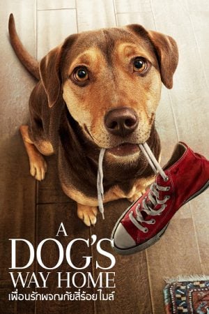 A Dog's Way Home (2019) เพื่อนรักผจญภัยสี่ร้อยไมล์